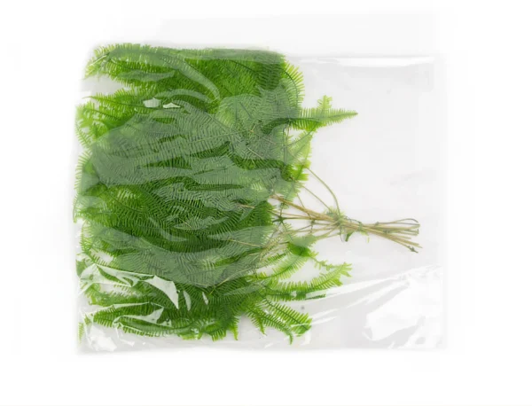 Gull fern preserved natural