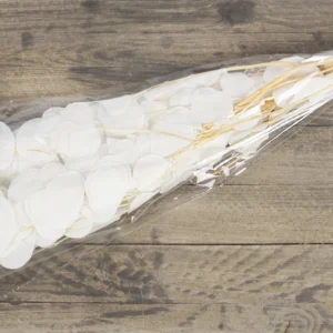 Eucalyptus populus preserved bleached