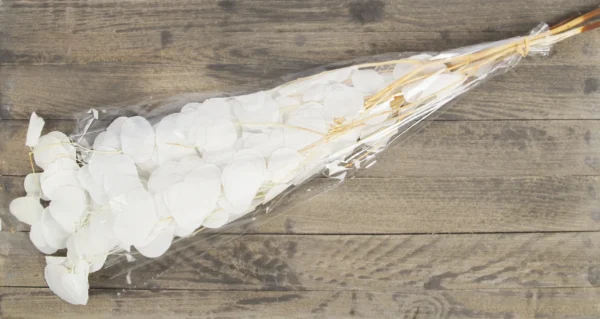 Eucalyptus populus preserved bleached