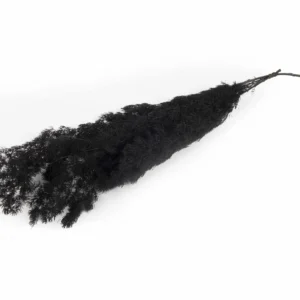 Asparagus myriocladus preserved black