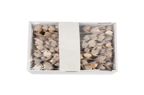 Wild lily o/st. stone washed white