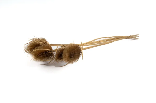 Thistle o/st. gold