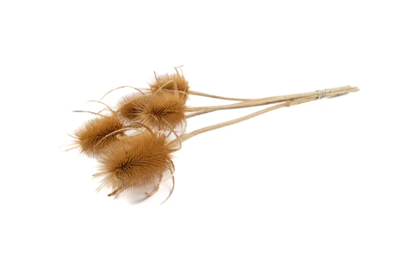 Thistle o/st. natural