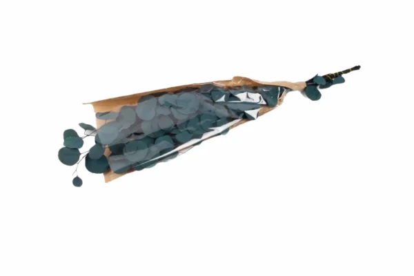 Eucalyptus populus preserved blue