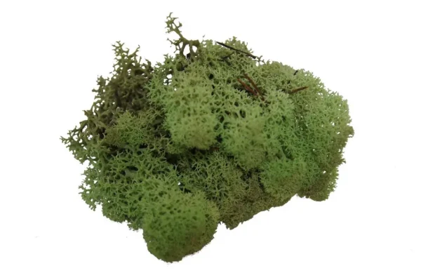 Icelandic moss preserved old green