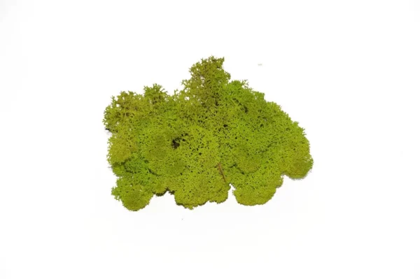 Icelandic moss preserved spring green
