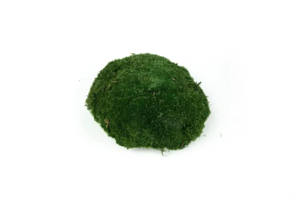 Ball moss preserved 0,75 m2 moss green