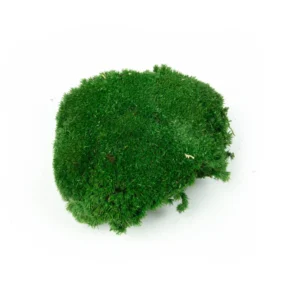 Ball moss preserved medium green