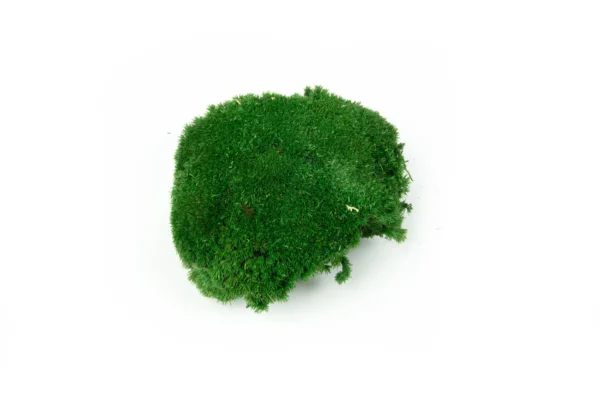 Ball moss preserved medium green