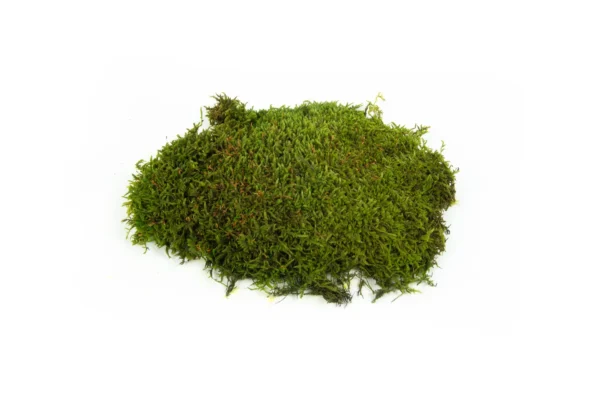 Flat moss preserved spring green