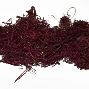 Curly moss bordeaux