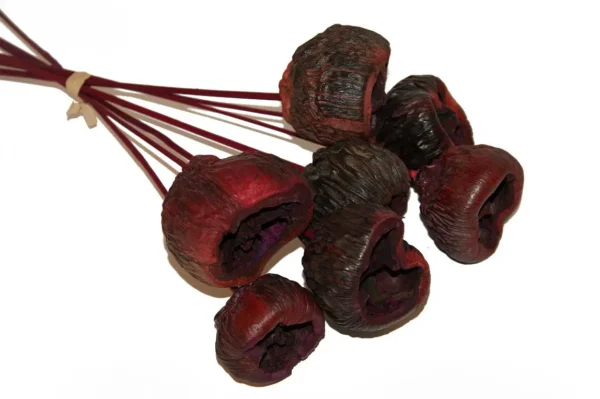 Talami o/st. bordeaux