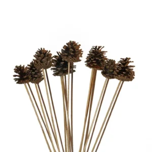Austriaca cone o/st. natural