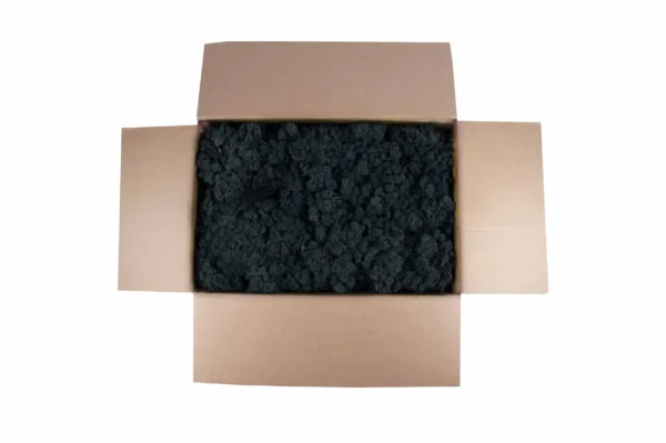 Icelandic moss preserved black