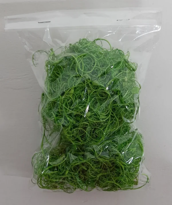 Curly moss apple green