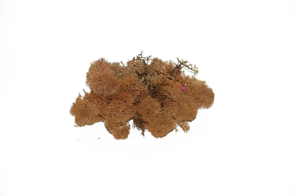 Icelandic moss preserved brown