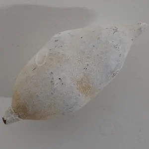 Boabab small white
