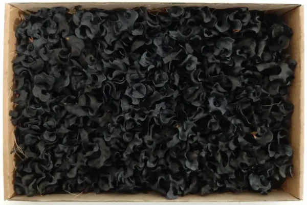 Curly pods black