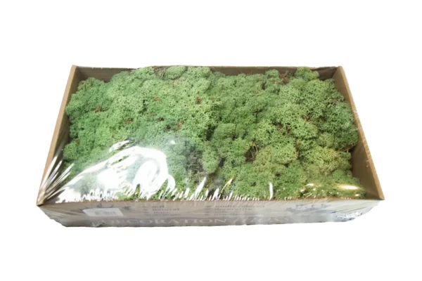 Icelandic moss preserved mint green