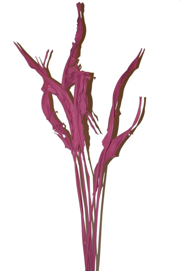 Estrelizia leaves fuchsia