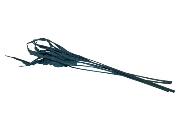 Estrelizia leaves aquamarine