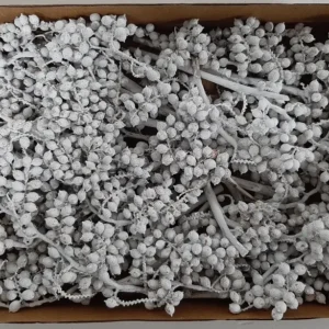 Canella misty white