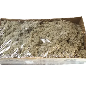 Icelandic moss preserved grey