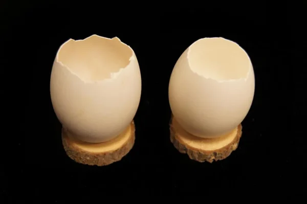 Goose egg open vases natural