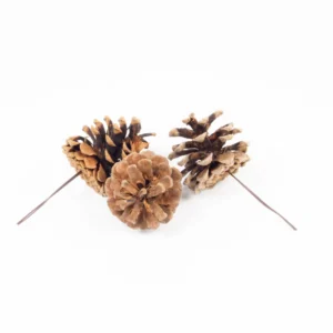 Austriaca cones o/wr. natural