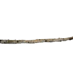 Birch trunk 2 mtr. dia. 4-5 cm natural