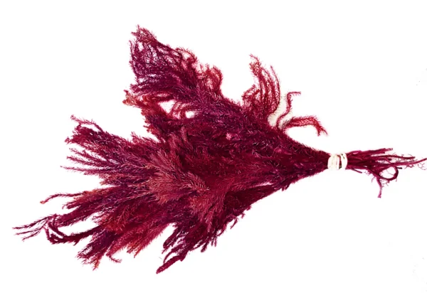 Ericamoss preserved bordeaux