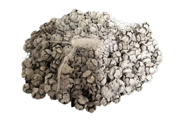Cypresse in net stone washed white