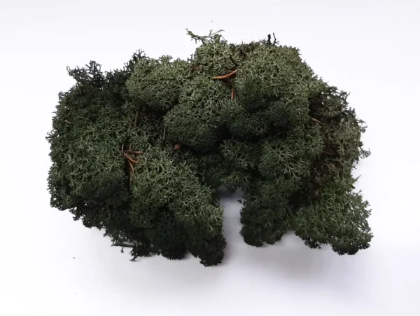Icelandic moss preserved forest green