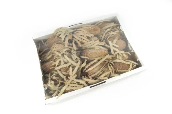 Banksia prionotus natural