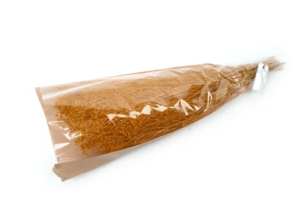 Broom bloom terracotta