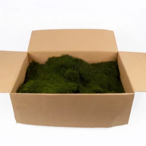 Flat moss preserved pine green 5355C