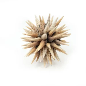 Ball sea shells terebra turitella 25 cm natural