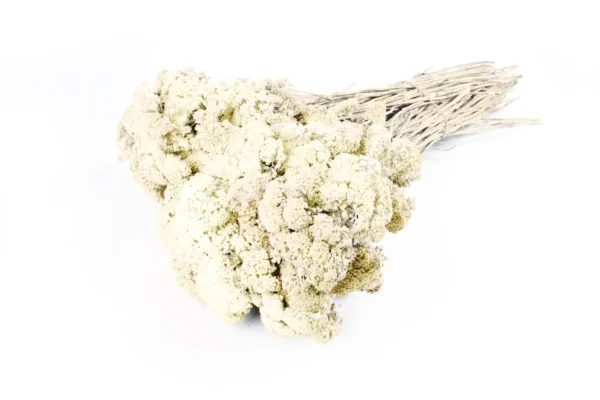 Achillea mixed bleached