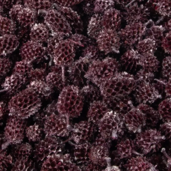 Casuarina heads pearl washed brombeer