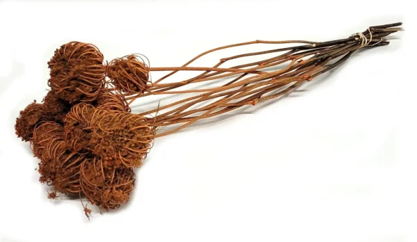 Seed heads o/st. terracotta