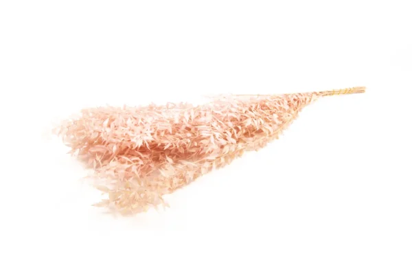 Ruscus preserved light pink