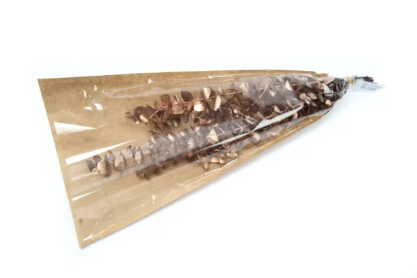 Eucalyptus baby blue preserved copper