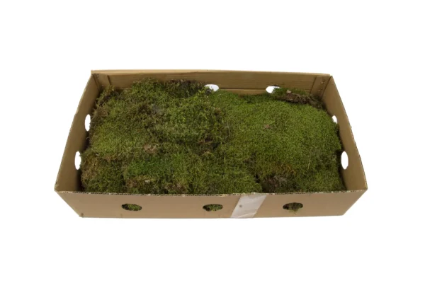 Flat moss preserved apple green
