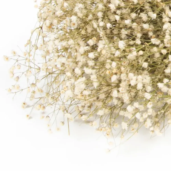 Gypsophila preserved natural