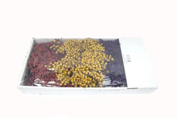 Canella special brombeer/yellow/red