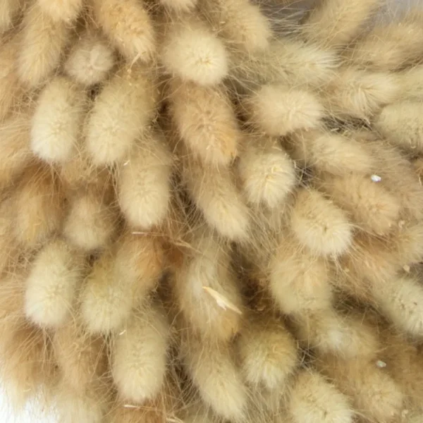 Lagurus natural