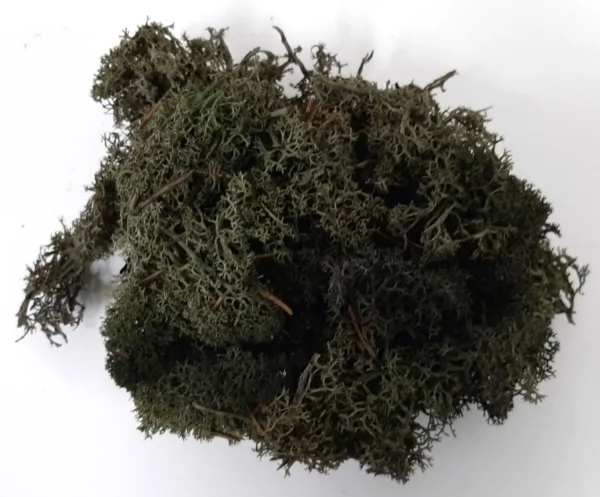 Icelandic moss preserved pine green 5535C