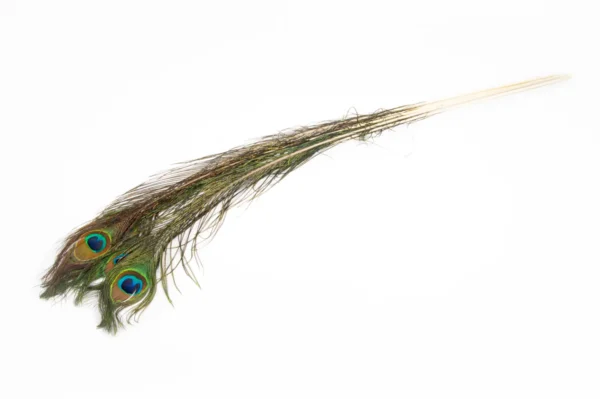 Peacock feathers 40"-45" natural