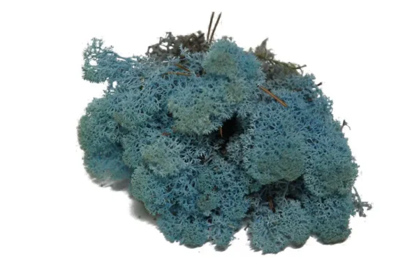 Icelandic moss preserved aquamarine