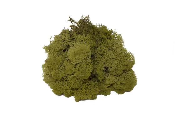 icelandic moss preserved kiwi